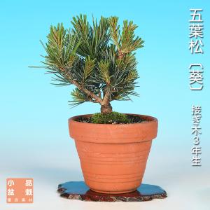 盆栽 五葉松 葵 接ぎ木3年生 ゴヨウマツ 八ツ房五葉松 葉がよじれない 葉がすっきり立つ 小品盆栽 ミニ盆栽 盆栽素材 育てやすい 初心者から上級者まで楽しめる