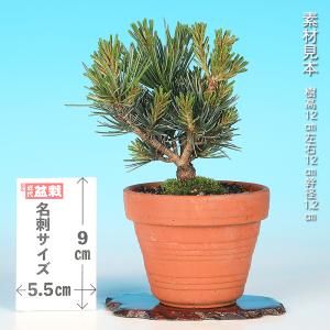 盆栽 五葉松 葵 接ぎ木3年生 ゴヨウマツ 八...の詳細画像1