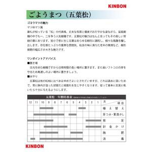 盆栽 五葉松 葵 接ぎ木3年生 ゴヨウマツ 八...の詳細画像3
