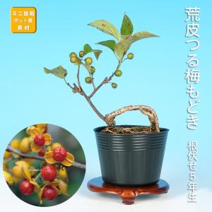 盆栽 八ッ房黄梅 オウバイ 小品盆栽 ミニ盆栽 盆栽素材 苗木 雑木 花物