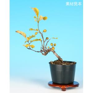 盆栽：猿梨(さるなし)*現品 サルナシ Sarunashi bonsai 中品盆栽