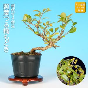 盆栽 つる梅もどき ツルウメモドキ 蔓梅擬 小品盆栽 ミニ盆栽 盆栽素材