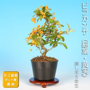 ツバキ盆栽 椿の盆栽を販売｜入門は盆栽妙 – 盆栽妙 本店
