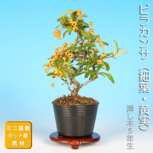 盆栽 ミニ盆栽 「ピラカンサ（細葉・黄実）」　タチバナモドキ 橘もどき 橘擬  花物 実物 素材 苗木 盆栽 小品盆栽 盆栽素材 苗木 ポット苗｜盆栽彩都ヤフー店