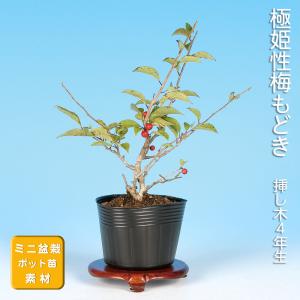 盆栽 つる梅もどき 雄木 ツルウメモドキ 蔓梅擬 小品盆栽 ミニ盆栽