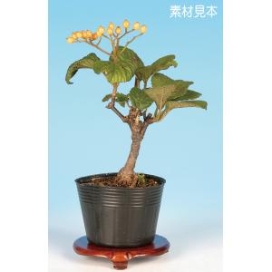 盆栽 荒皮いぼた イボタ 水蝋 小品盆栽 ミニ盆栽 盆栽素材 苗木 実物