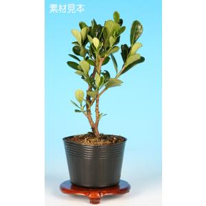 盆栽 苗 一才達磨くちなし bonsai 小品盆栽 ミニ盆栽