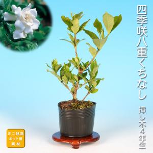 盆栽：すもも 現品*スモモ Prunus salicina Simomo bonsai 小品盆栽