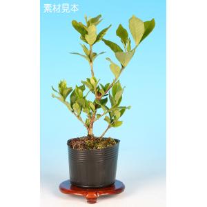 盆栽 苗 四季咲八重くちなし bonsai 小品盆栽 ミニ盆栽