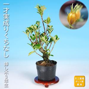 盆栽 杜松 八ッ房性 トショウ 小品盆栽 ミニ盆栽 松柏 盆栽素材 苗木