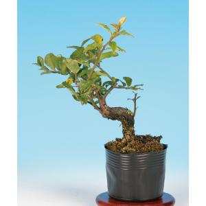 装飾的な陶器製盆栽鉢　六角鬼面脚鉢　美芸作　常滑 装飾的な陶器製盆栽鉢 六角鬼面脚鉢 美芸作 常滑