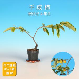 盆栽 ミニ盆栽 「黄金一位」 いちい イチイ 松柏 小品盆栽 盆栽素材