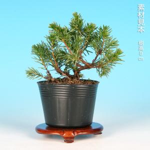 盆栽 杜松 伊達誉 挿し木3年生 トショウ 小...の詳細画像1