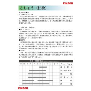 盆栽 杜松 伊達誉 挿し木3年生 トショウ 小...の詳細画像4