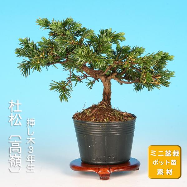 盆栽 杜松高嶺 トショウ 小品盆栽 ミニ盆栽 松柏 盆栽素材 苗木
