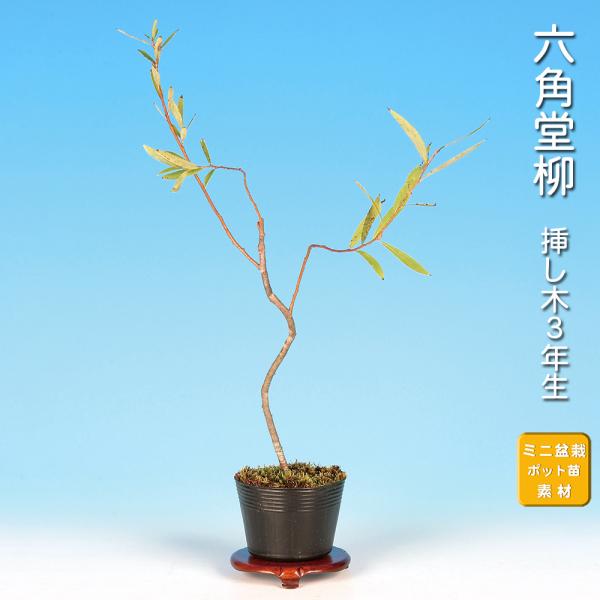 盆栽 六角堂柳 挿し木3年生 ヤナギ 小品盆栽 ミニ盆栽 葉物盆栽 小葉性 鉢植え 和風ガーデニング...