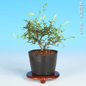 盆栽 八ッ房黄梅 オウバイ 小品盆栽 ミニ盆栽...の詳細画像1