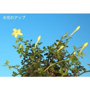 盆栽 八ッ房黄梅 オウバイ 小品盆栽 ミニ盆栽...の詳細画像3