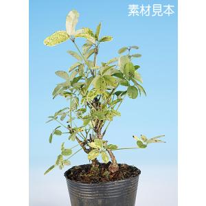 盆栽 苗 斑入あけび bonsai 小品盆栽 ミニ盆栽