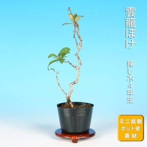 盆栽 長寿梅 五色 チョウジュバイ 斑入り 小品盆栽 ミニ盆栽 盆栽素材