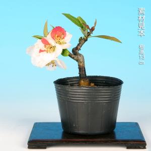 盆栽 ぼけ 日月星 木瓜 ボケ ミニ盆栽 小品...の詳細画像1