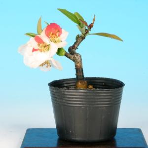 盆栽 ぼけ 日月星 木瓜 ボケ ミニ盆栽 小品...の詳細画像2