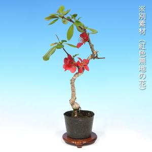 盆栽 ぼけ 日月星 木瓜 ボケ ミニ盆栽 小品...の詳細画像3