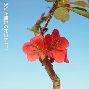 盆栽 ぼけ 日月星 木瓜 ボケ ミニ盆栽 小品...の詳細画像4