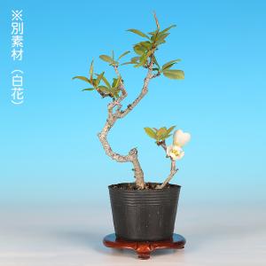 盆栽 ぼけ 日月星 木瓜 ボケ ミニ盆栽 小品...の詳細画像5