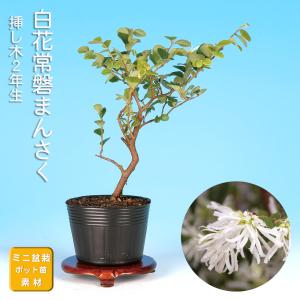 盆栽 青つづらふじ アオツヅラフジ 青葛藤 小品盆栽 ミニ盆栽 盆栽素材
