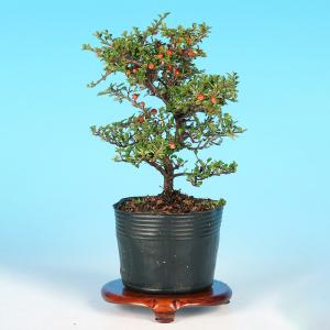 盆栽 八ツ房姫紅したん 挿し木5年生 7.5c...の詳細画像1