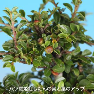 盆栽 八ツ房姫紅したん 挿し木5年生 7.5c...の詳細画像3