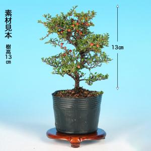 盆栽 八ツ房姫紅したん 挿し木5年生 7.5c...の詳細画像4