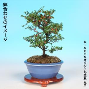 盆栽 八ツ房姫紅したん 挿し木5年生 7.5c...の詳細画像5