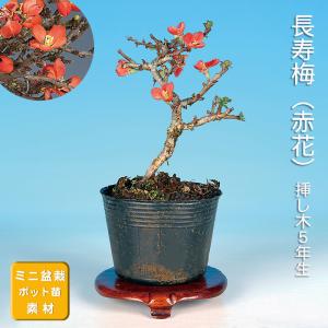 盆栽 八ッ房黄梅 オウバイ 小品盆栽 ミニ盆栽 盆栽素材 苗木 雑木 花物