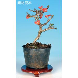 ミニ盆栽 「長寿梅（赤花）」