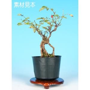 た*ー様 楓　盆栽 盆栽 楓の寄せ植え 太幹 楓 カエデ 紅葉 誕生日 お祝い ギフト