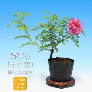 盆栽 青つづらふじ 雄木 アオツヅラフジ 青葛藤 小品盆栽 ミニ盆栽