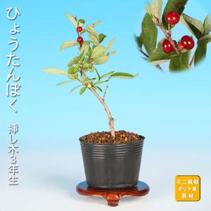 盆栽 真柏 挿し木16年生 シンパク しんぱく 小品盆栽 松柏盆栽 ミニ