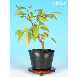 盆栽 八ッ房黄梅 オウバイ 小品盆栽 ミニ盆栽 盆栽素材 苗木 雑木 花物