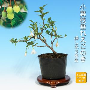 盆栽 青つづらふじ アオツヅラフジ 青葛藤 小品盆栽 ミニ盆栽 盆栽素材