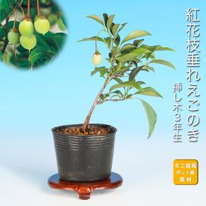 水石 「瀬田川石」 盆石 天然石 すいせき 台座付き 現品限り : 盆栽彩