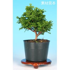 盆栽 杜松 八ッ房性 トショウ 小品盆栽 ミニ盆栽 松柏 盆栽素材 苗木