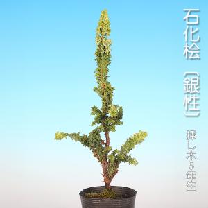 【中品　糸魚川真柏盆栽】　　　⭕気品ある一品です❗ 中品盆栽：糸魚川真柏【現品】*【大型ヤマト便配送】 【送料無料