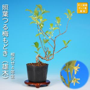 盆栽 荒皮いぼた イボタ 水蝋 小品盆栽 ミニ盆栽 盆栽素材 苗木 実物