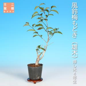 盆栽 老爺柿 雄木 ロウヤガキ ローヤ柿 小品盆栽 ミニ盆栽 盆栽素材