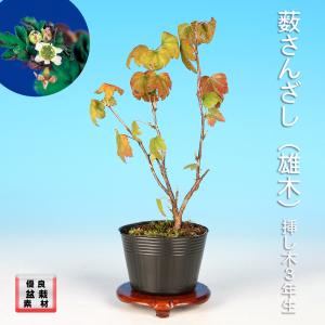 盆栽 ミニ盆栽 「黄金一位」 いちい イチイ 松柏 小品盆栽 盆栽素材