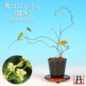 盆栽 杜松 八ッ房性 トショウ 小品盆栽 ミニ盆栽 松柏 盆栽素材 苗木