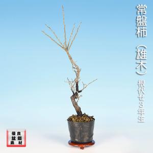 盆栽 老爺柿 雄木 ロウヤガキ ローヤ柿 小品盆栽 ミニ盆栽 盆栽素材