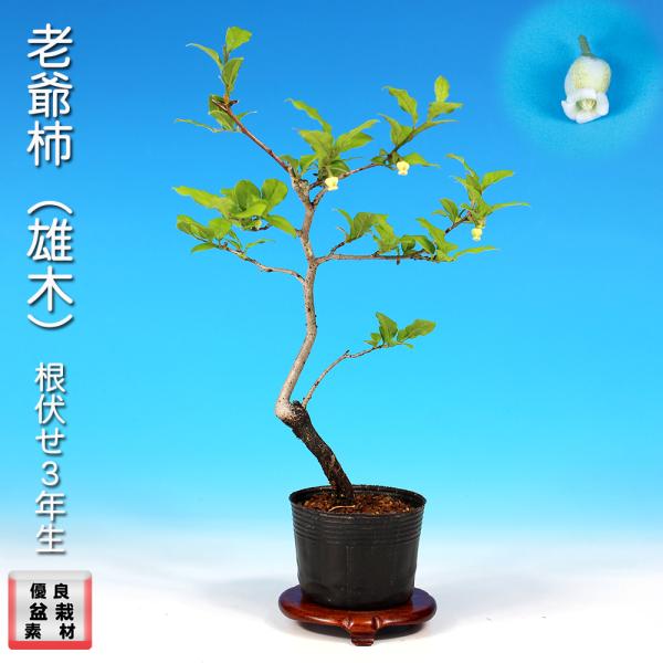 盆栽 老爺柿 雄木 根伏せ4年生 ロウヤガキ ローヤ柿 小品盆栽 ミニ盆栽 盆栽素材 苗木 実物盆栽